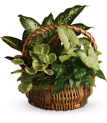 Emerald Garden Basket from Clermont Florist & Wine Shop, flower shop in Clermont